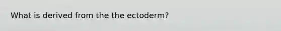 What is derived from the the ectoderm?