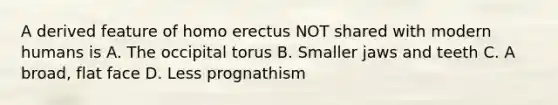 A derived feature of homo erectus NOT shared with modern humans is A. The occipital torus B. Smaller jaws and teeth C. A broad, flat face D. Less prognathism