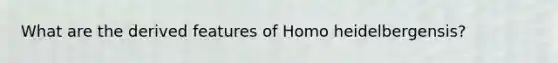 What are the derived features of Homo heidelbergensis?