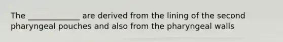 The _____________ are derived from the lining of the second pharyngeal pouches and also from the pharyngeal walls