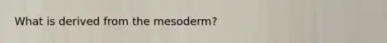 What is derived from the mesoderm?