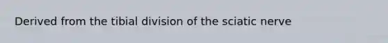Derived from the tibial division of the sciatic nerve