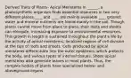 Derived Traits of Plants- Apical Meristems In ______, a photosynthetic organism finds essential resources in two very different places.____ and ____ are mainly available ____ ground; water and mineral nutrients are found mainly in the soil. Though plants cannot move from place to place, their roots and shoots can elongate, increasing exposure to environmental resources. This growth in length is sustained throughout the plant's life by the activity of apical meristems, localized regions of cell division at the tips of roots and shoots. Cells produced by apical meristems differentiate into the outer epidermis, which protects the body, and various types of internal tissues. Shoot apical meristems also generate leaves in most plants. Thus, the complex bodies of plants have specialized below- and aboveground organs.