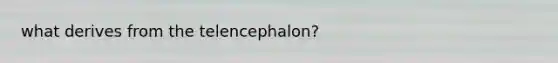 what derives from the telencephalon?