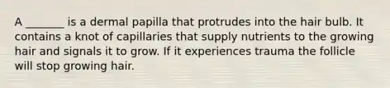 A _______ is a dermal papilla that protrudes into the hair bulb. It contains a knot of capillaries that supply nutrients to the growing hair and signals it to grow. If it experiences trauma the follicle will stop growing hair.