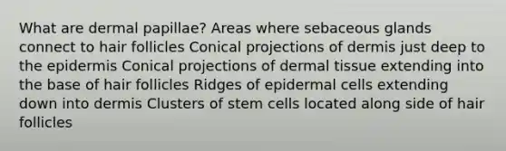 What are dermal papillae? Areas where sebaceous glands connect to hair follicles Conical projections of dermis just deep to the epidermis Conical projections of dermal tissue extending into the base of hair follicles Ridges of epidermal cells extending down into dermis Clusters of stem cells located along side of hair follicles