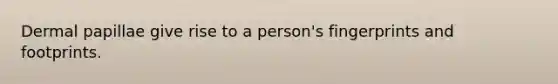 Dermal papillae give rise to a person's fingerprints and footprints.