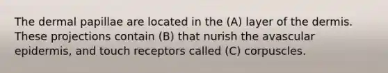 The dermal papillae are located in the (A) layer of the dermis. These projections contain (B) that nurish the avascular epidermis, and touch receptors called (C) corpuscles.