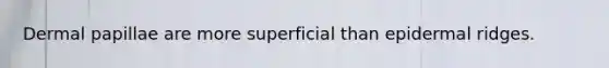 Dermal papillae are more superficial than epidermal ridges.