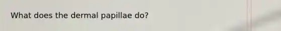 What does the dermal papillae do?