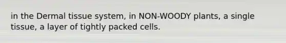 in the Dermal tissue system, in NON-WOODY plants, a single tissue, a layer of tightly packed cells.