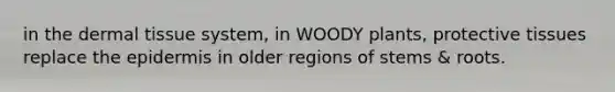 in the dermal tissue system, in WOODY plants, protective tissues replace the epidermis in older regions of stems & roots.