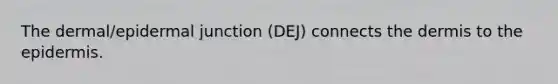 The dermal/epidermal junction (DEJ) connects the dermis to the epidermis.