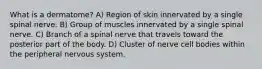 What is a dermatome? A) Region of skin innervated by a single spinal nerve. B) Group of muscles innervated by a single spinal nerve. C) Branch of a spinal nerve that travels toward the posterior part of the body. D) Cluster of nerve cell bodies within the peripheral nervous system.