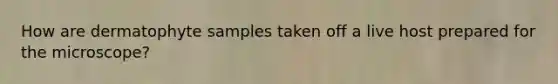 How are dermatophyte samples taken off a live host prepared for the microscope?