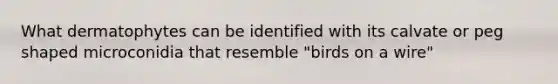 What dermatophytes can be identified with its calvate or peg shaped microconidia that resemble "birds on a wire"
