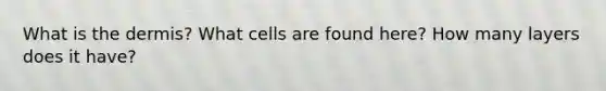 What is the dermis? What cells are found here? How many layers does it have?