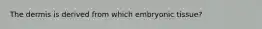 The dermis is derived from which embryonic tissue?