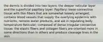 the dermis is divided into two layers; the deeper reticular layer and the superficial papillary layer: Papillary: loose connective tissue with thin fibers that are somewhat loosely arranged; contains blood vessels that supply the overlying epidermis with nutrients, remove water products, and aid in regulating body temperature Reticular: composed of dense irregular connective tissue; the elastic fibers and collagen fibers are oriented more in some directions than in others and produce cleavage lines in the skin