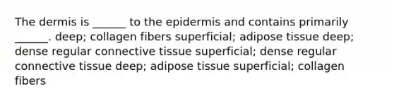 The dermis is ______ to the epidermis and contains primarily ______. deep; collagen fibers superficial; adipose tissue deep; dense regular connective tissue superficial; dense regular connective tissue deep; adipose tissue superficial; collagen fibers