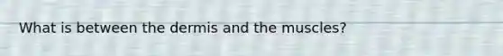 What is between the dermis and the muscles?
