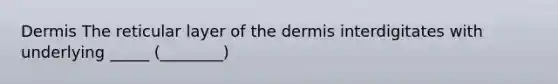 Dermis The reticular layer of the dermis interdigitates with underlying _____ (________)