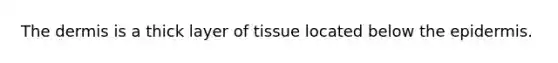 The dermis is a thick layer of tissue located below the epidermis.