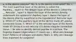 a. Is the dermis vascular? Yes. b. Is the dermis innervated? Yes. c. The most superficial layer of the dermis is called the __ Papillary__ layer? d. The deeper layer of the dermis is called the __ Reticular _ layer? e. Name the layer of the dermis directly underneath the epidermis? Papillary layer f. Name the layer of the dermis directly superficial to the hypodermis? Reticular layer g. Which CT is the papillary layer of the dermis made of? areolar connective tissue. h. Which CT is the reticular layer of the dermis made of? (tricky-it is not reticular CT) dense irregular connective tissue. i. Be able to identify dermal papillae in a picture. The fingertip shaped ridges where CT meets epi. j. What are cleavage lines? Patterns of collagen and elastic fibers. k. Why are cleavage lines important for surgeons?