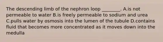 The descending limb of the nephron loop ________. A.is not permeable to water B.is freely permeable to sodium and urea C.pulls water by osmosis into the lumen of the tubule D.contains fluid that becomes more concentrated as it moves down into the medulla