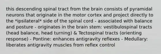 this descending spinal tract from the brain consists of pyramidal neurons that originate in the motor cortex and project directly to the *ipsilateral* side of the spinal cord - associated with balance and posture - originates in the brain stem: vestibulospinal tracts (head balance, head turning) & Tectospinal tracts (orienting response) - Pontine: enhances antigravity reflexes - Medullary: liberates antigravity muscles from reflex control