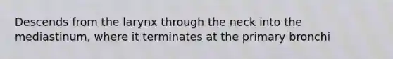 Descends from the larynx through the neck into the mediastinum, where it terminates at the primary bronchi
