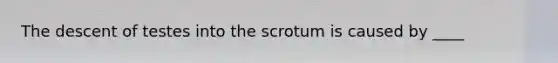 The descent of testes into the scrotum is caused by ____