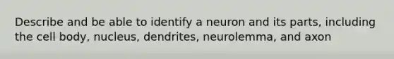 Describe and be able to identify a neuron and its parts, including the cell body, nucleus, dendrites, neurolemma, and axon