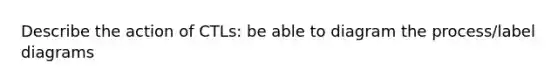 Describe the action of CTLs: be able to diagram the process/label diagrams