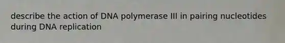 describe the action of DNA polymerase III in pairing nucleotides during DNA replication