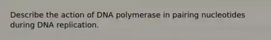 Describe the action of DNA polymerase in pairing nucleotides during DNA replication.