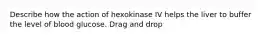 Describe how the action of hexokinase IV helps the liver to buffer the level of blood glucose. Drag and drop