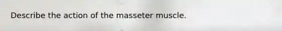 Describe the action of the masseter muscle.