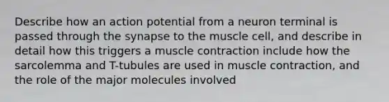 Describe how an action potential from a neuron terminal is passed through the synapse to the muscle cell, and describe in detail how this triggers a muscle contraction include how the sarcolemma and T-tubules are used in muscle contraction, and the role of the major molecules involved