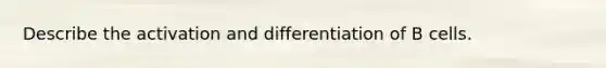 Describe the activation and differentiation of B cells.