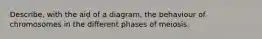 Describe, with the aid of a diagram, the behaviour of chromosomes in the different phases of meiosis.