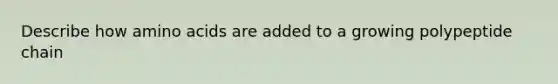 Describe how amino acids are added to a growing polypeptide chain