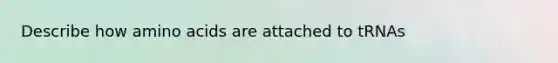 Describe how amino acids are attached to tRNAs