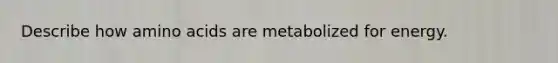 Describe how amino acids are metabolized for energy.