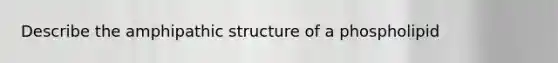 Describe the amphipathic structure of a phospholipid