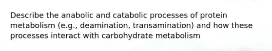 Describe the anabolic and catabolic processes of protein metabolism (e.g., deamination, transamination) and how these processes interact with carbohydrate metabolism