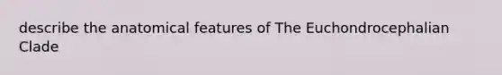 describe the anatomical features of The Euchondrocephalian Clade