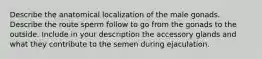 Describe the anatomical localization of the male gonads. Describe the route sperm follow to go from the gonads to the outside. Include in your description the accessory glands and what they contribute to the semen during ejaculation.