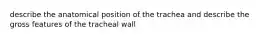 describe the anatomical position of the trachea and describe the gross features of the tracheal wall