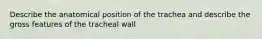 Describe the anatomical position of the trachea and describe the gross features of the tracheal wall